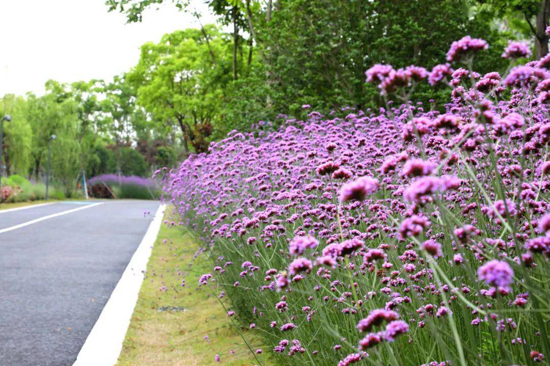 柳叶马鞭草是马鞭草科植物,尽管它也能开出紫色的小花,但是它和薰衣草