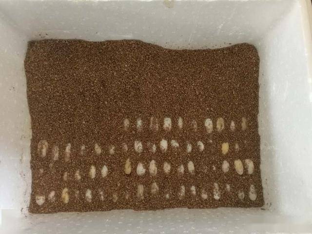 孵化中的石龟蛋