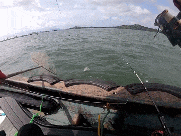 只要去得多总能遇上巨物上11斤大石斑阳江港口船筏