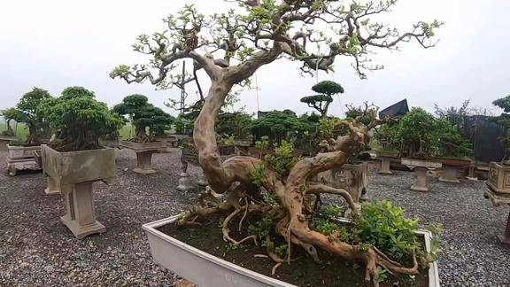 这样的盆景树桩好美大师级盆景作品栽培技术和造型艺术的结晶