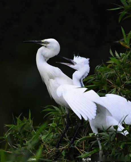爱鹤之心人皆有,黄鹤一去"不复返",羽族之王仙鹤且行且珍惜