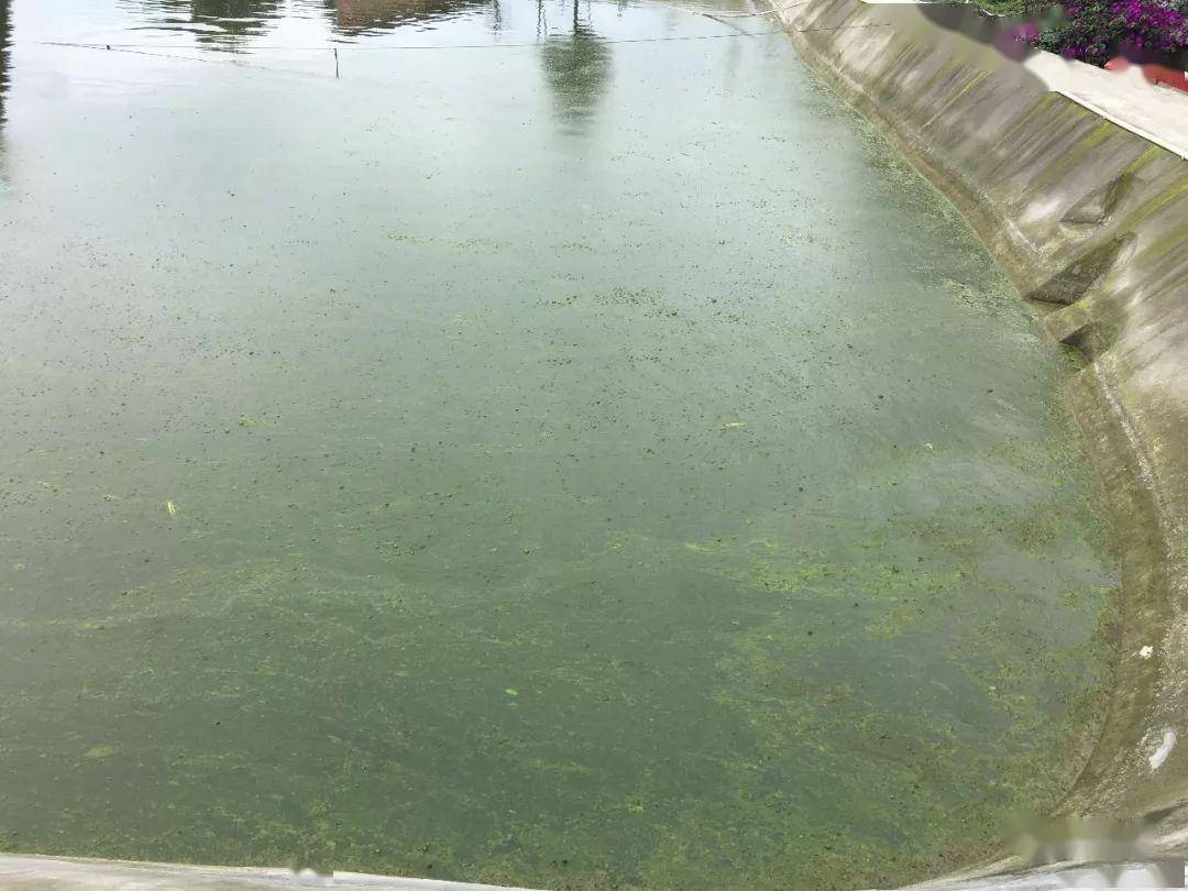 "倒藻"的危害和解决措施