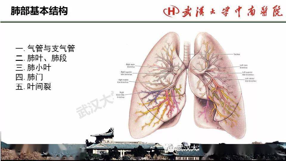 肺部影像解剖及基本概念基本病變