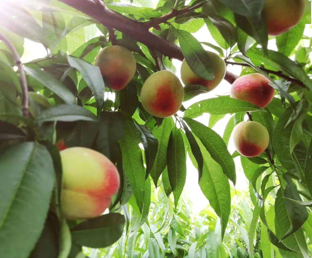 今夏第一口的甜蜜来了大批量早桃上