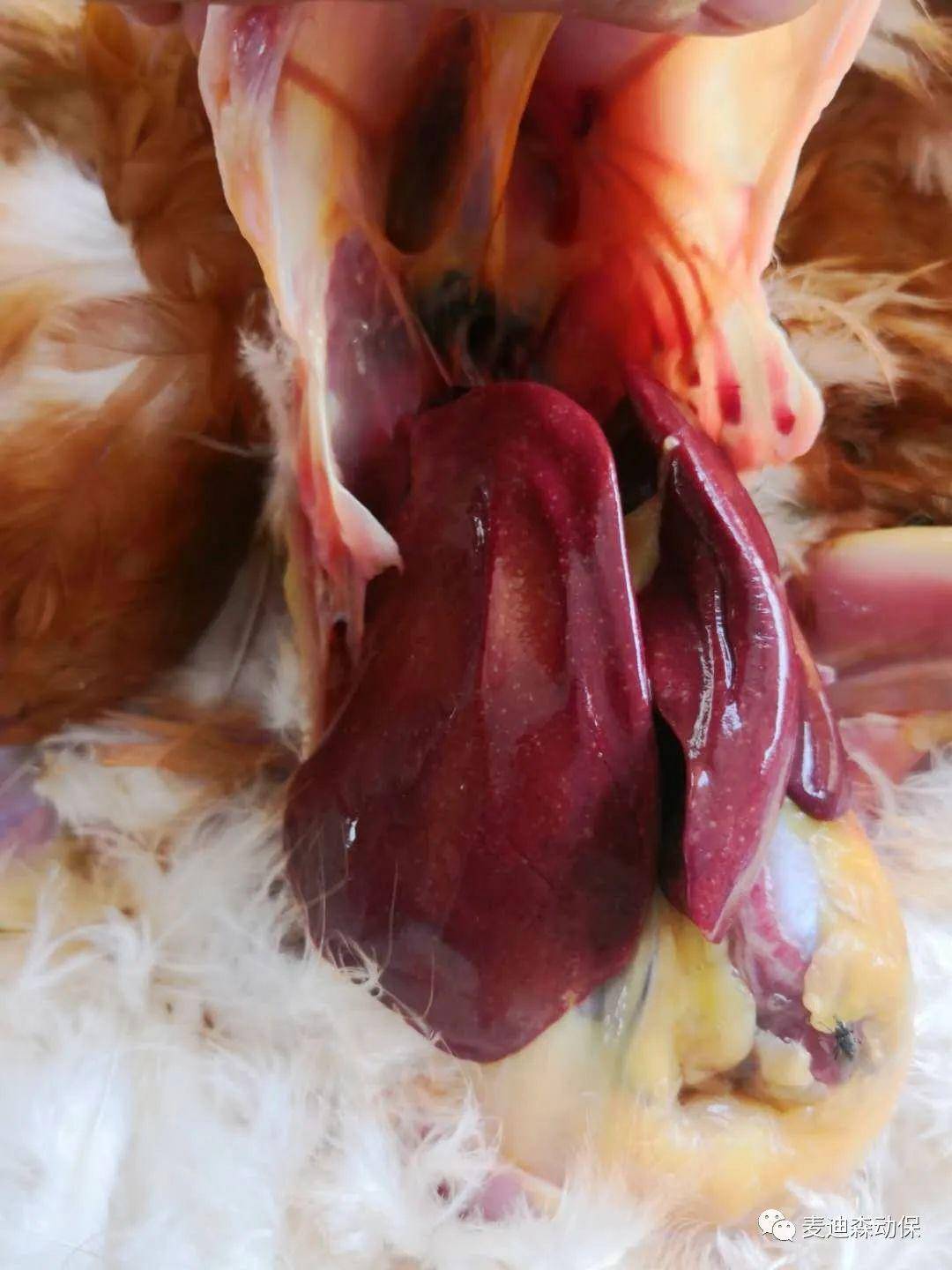 蛋鸡戊型肝炎图片图片