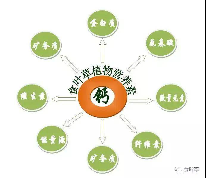 高蛋白,降三高的食叶草福利来了,来惠叶购物的顾客免费送食叶草盆栽