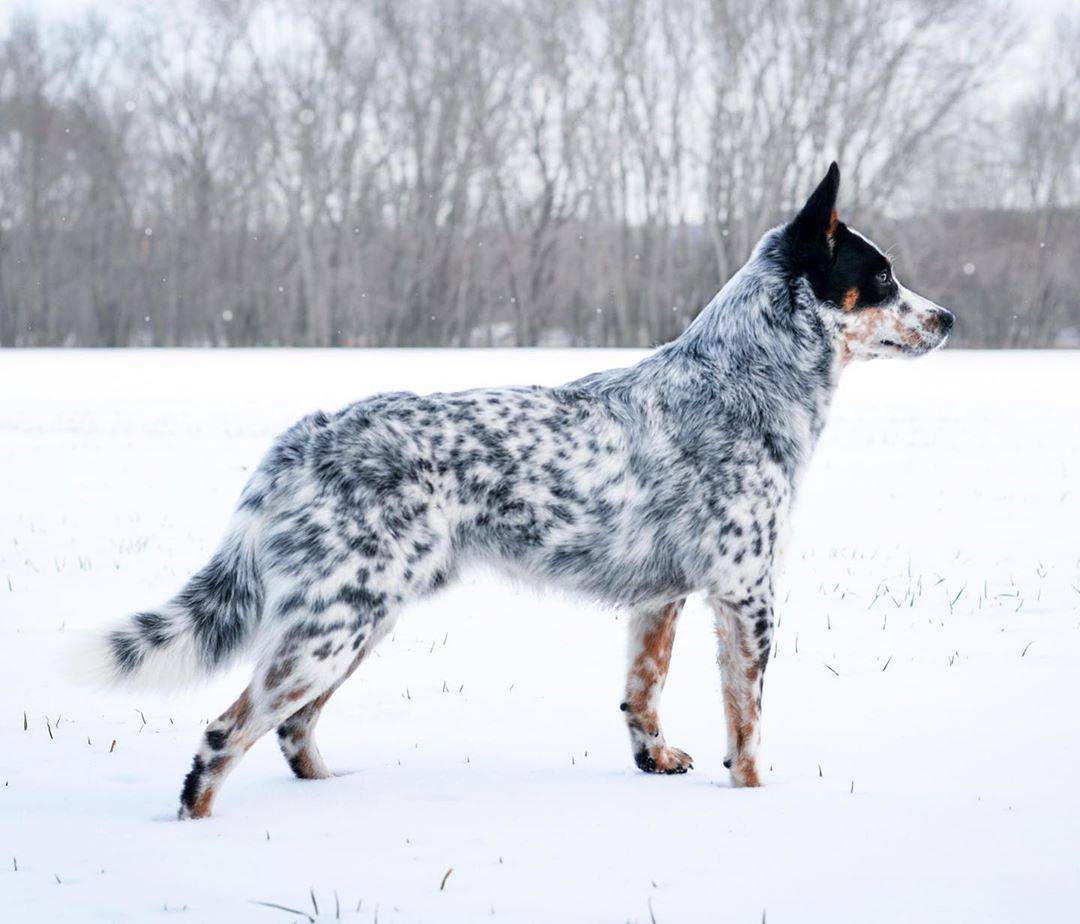 关于澳洲牧牛犬在国外的起源历史