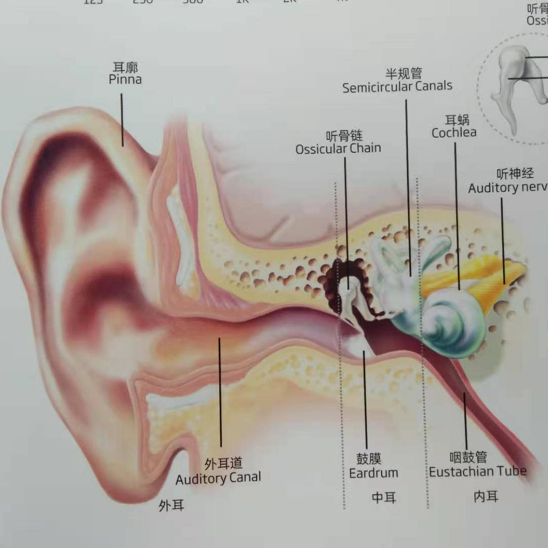 听觉系统的结构和功能概述_影响_中枢_声音