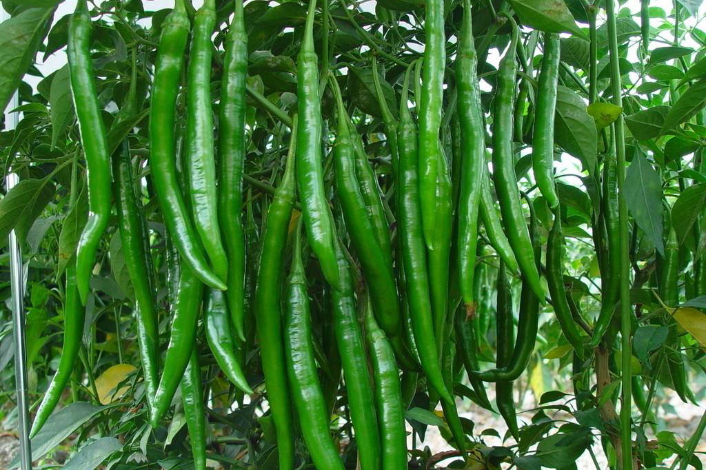 推荐一个辣椒增产小配方辣椒长得又长又直还能增加产量