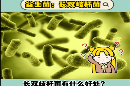 长双歧杆菌_杆菌