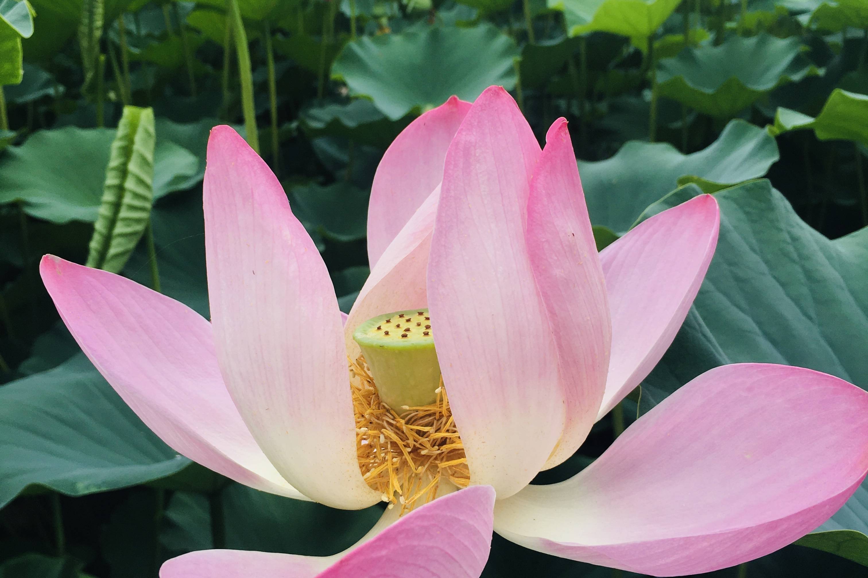手握盛开的那朵莲 赵金艳 荷花