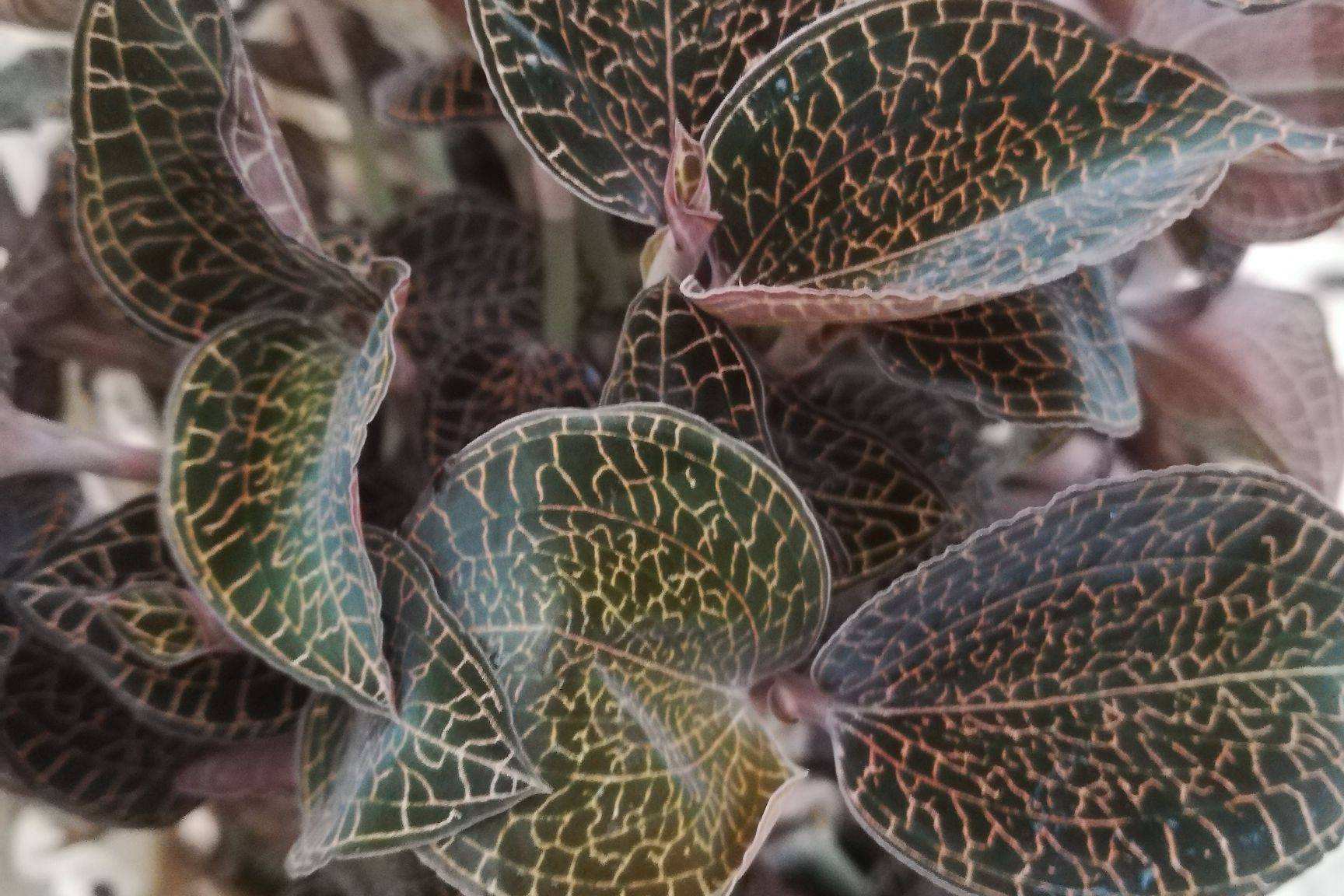 清热解毒金线兰