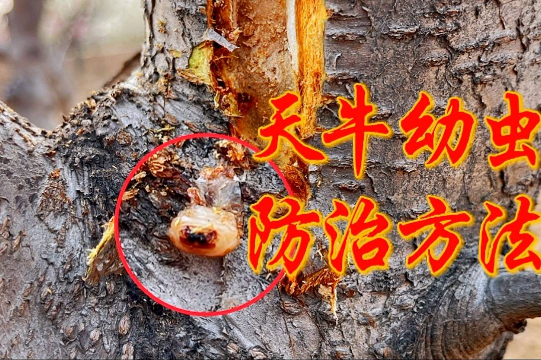天牛幼虫对桃树的危害太厉害了防治的方法你知道吗进来看看