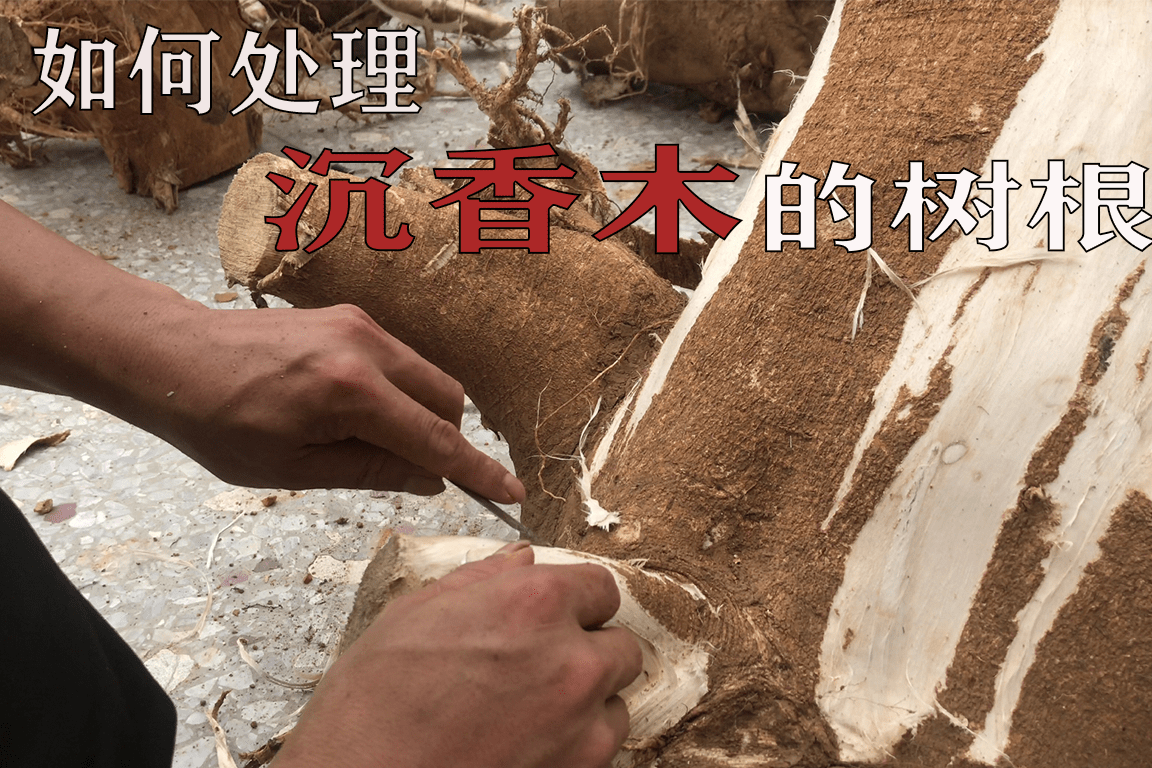 看师傅怎么处理沉香木的树根