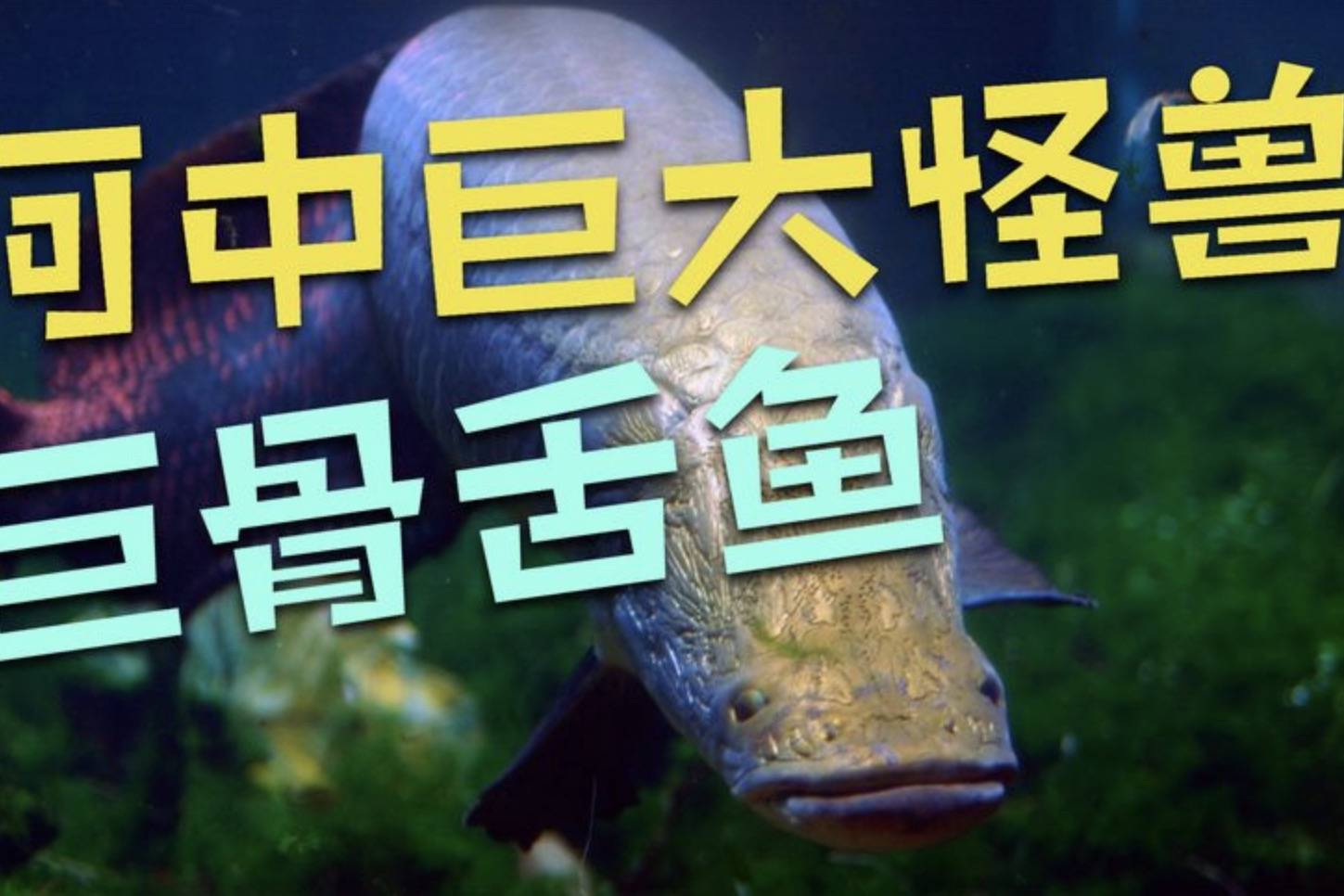 食人鱼当点心 因爱"凑热闹"被人类吃到快没的巨骨舌鱼_人类