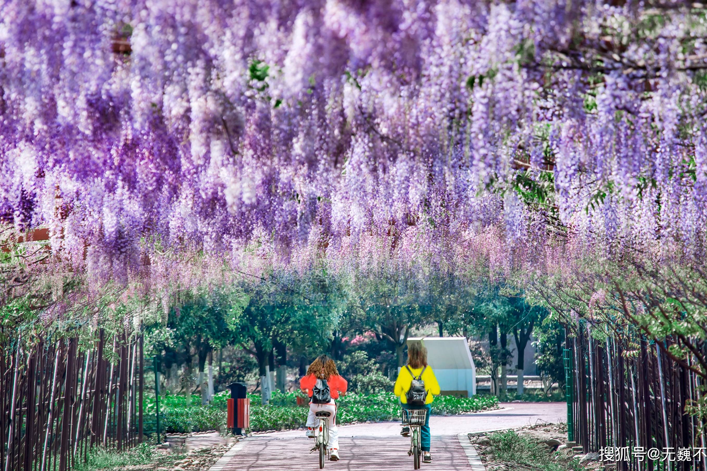 成都紫藤花瀑:芳华微马公园,十里梦幻长廊_芳华_梦幻_长廊