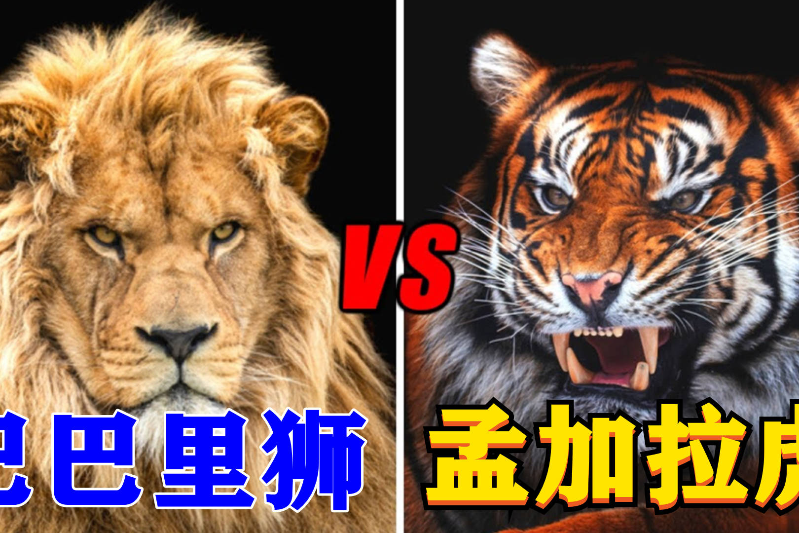 巴巴里狮vs孟加拉虎谁才是地表最强的猫科动物