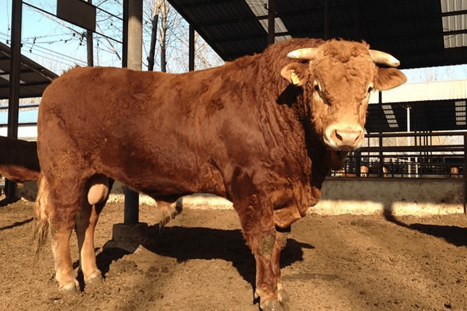 让瘦牛如何长成肥牛瘦牛上膘的窍门月增重150斤建议收藏