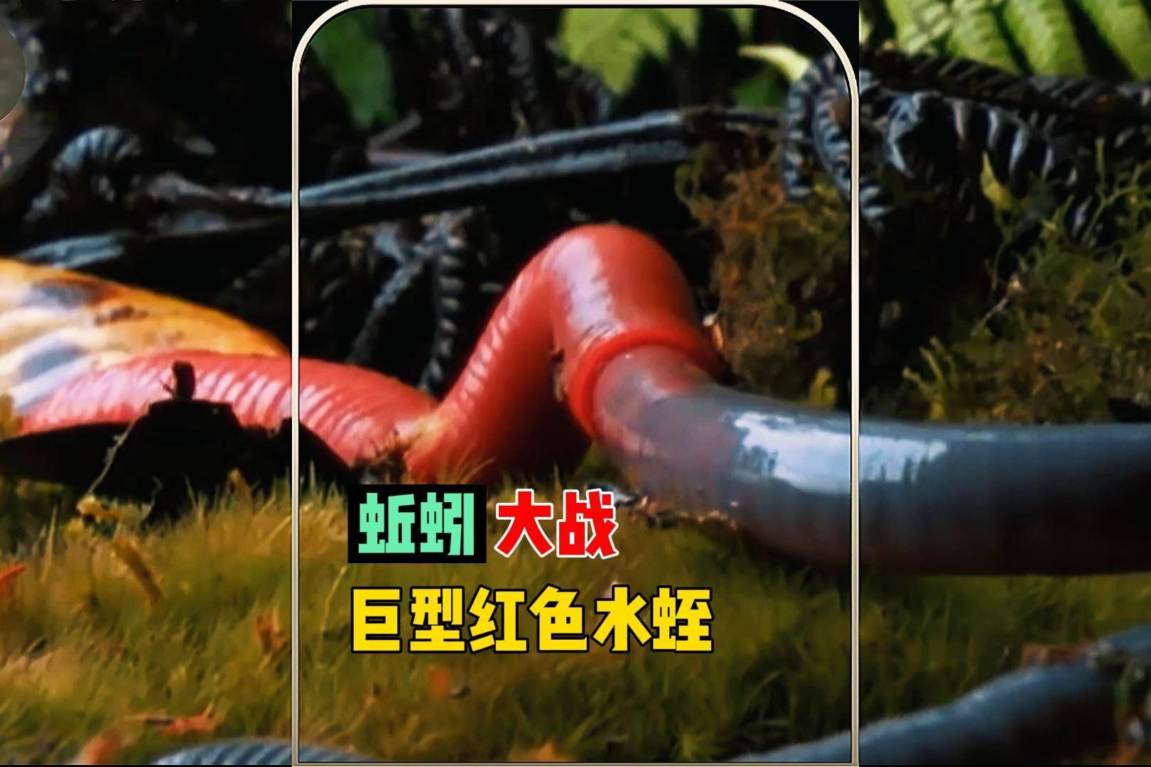 当巨型红色水蛭遇到一条蚯蚓