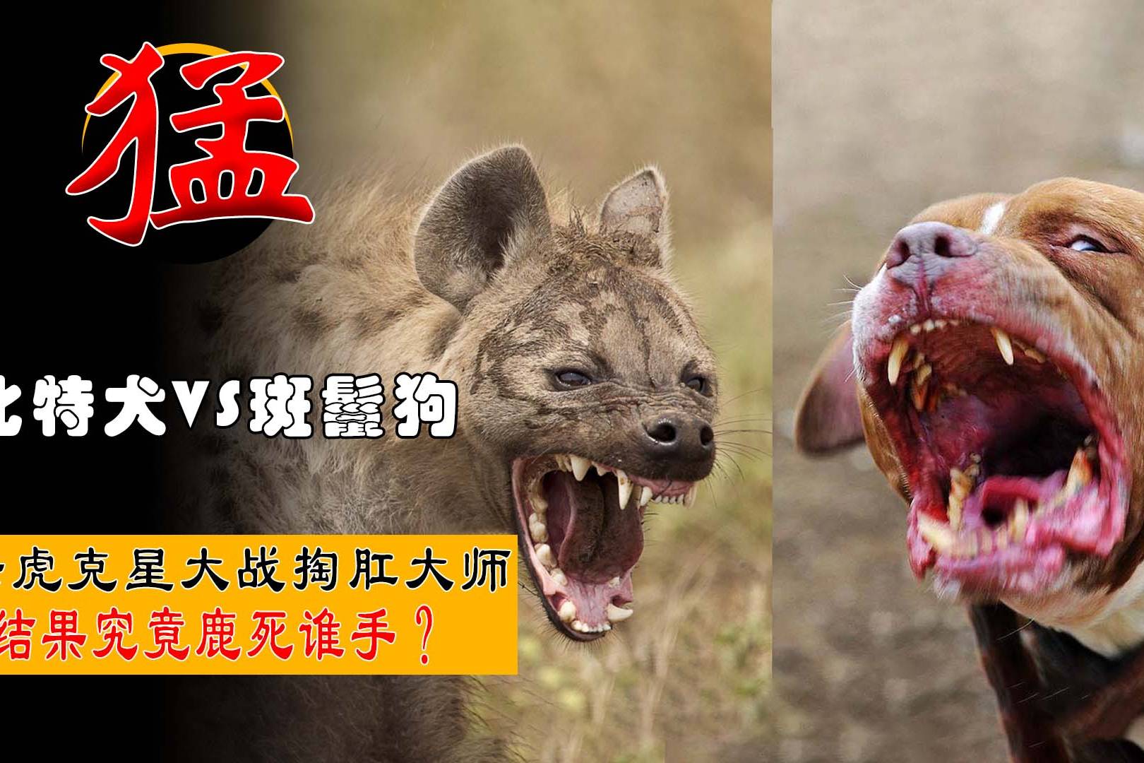 比特犬单挑斑鬣狗当老虎克星大战掏肛大师结果究竟鹿死谁手
