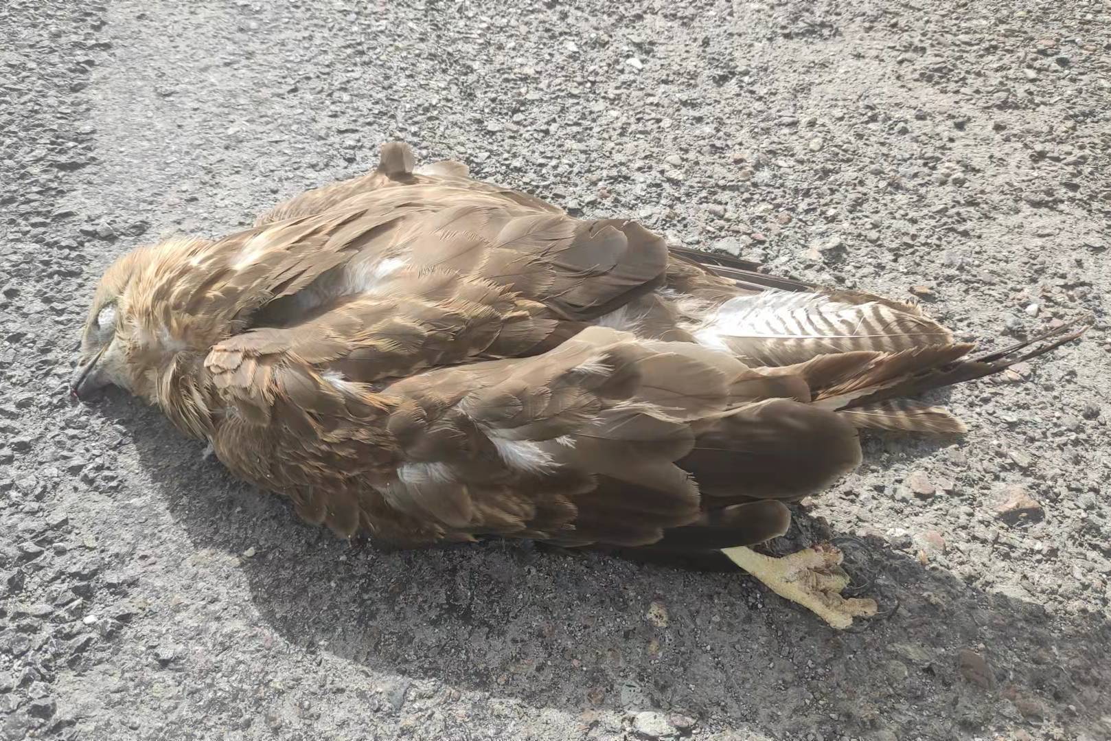 自驾草原发现一只死鹰护林员误认为是我撞死的吓得我语无伦次