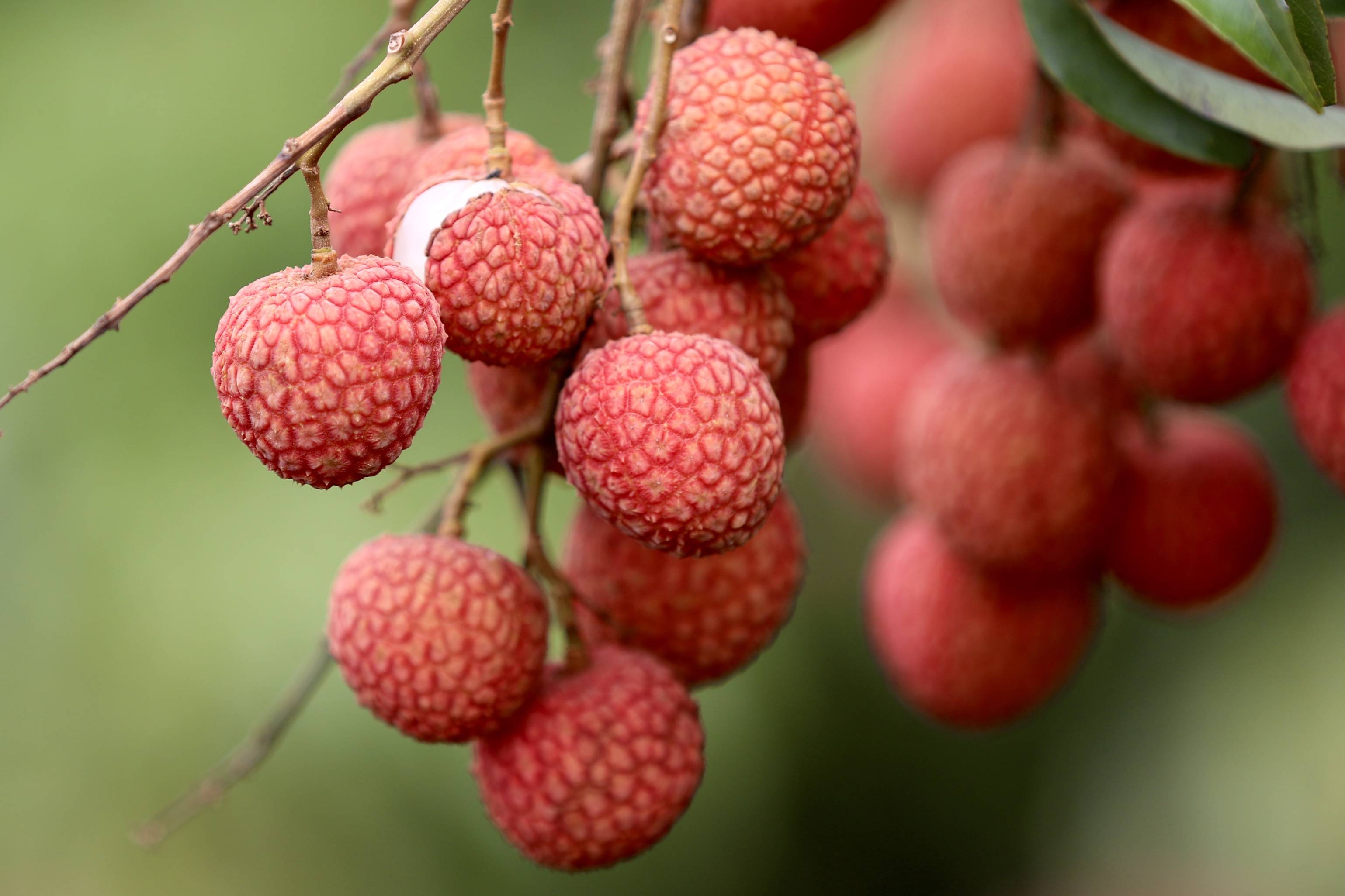 茂名推动荔枝全产业链高速发展引香港商报关注