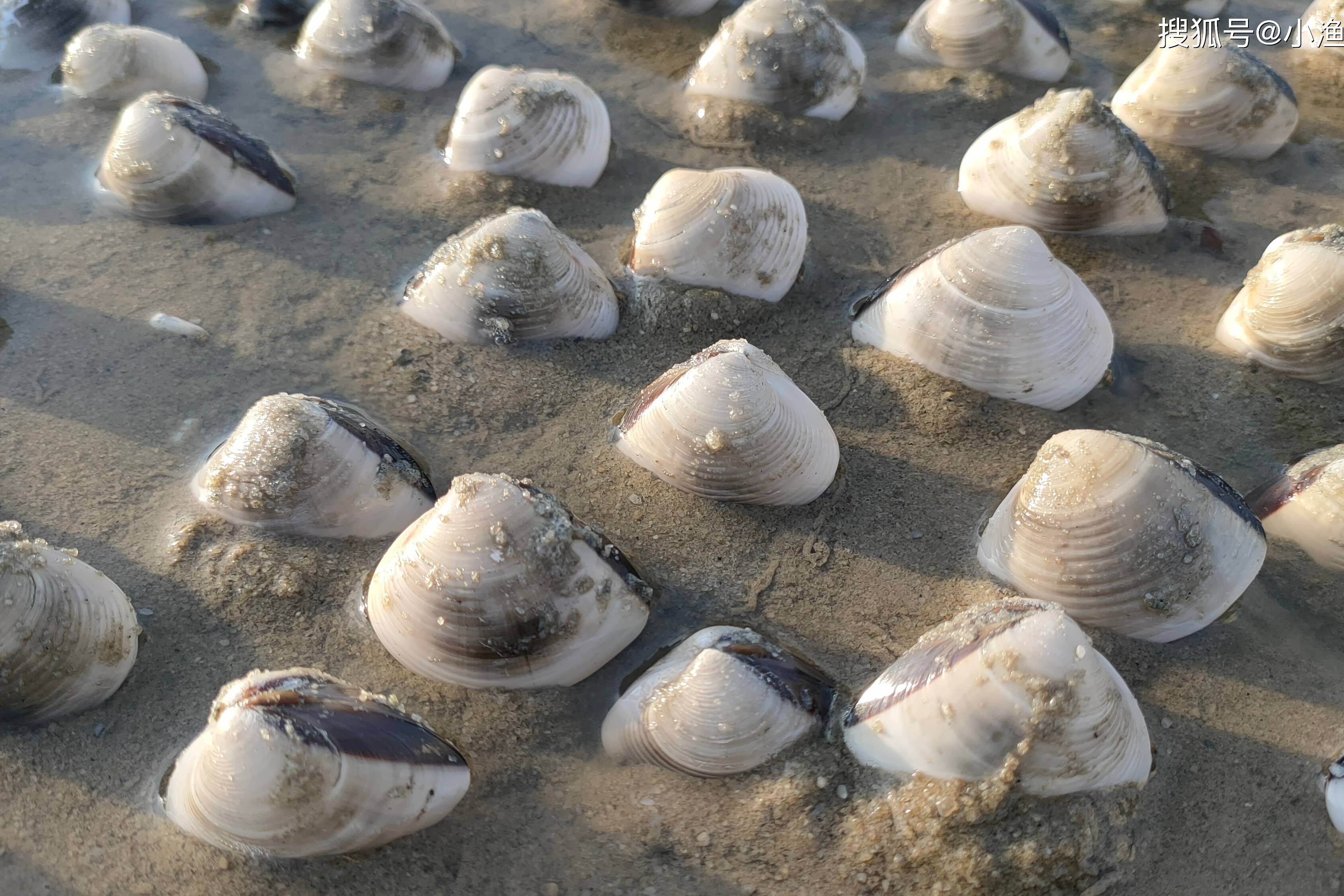 阿富赶海遇到罕见宝地满沙滩的野生白螺轻轻松松挖爆桶