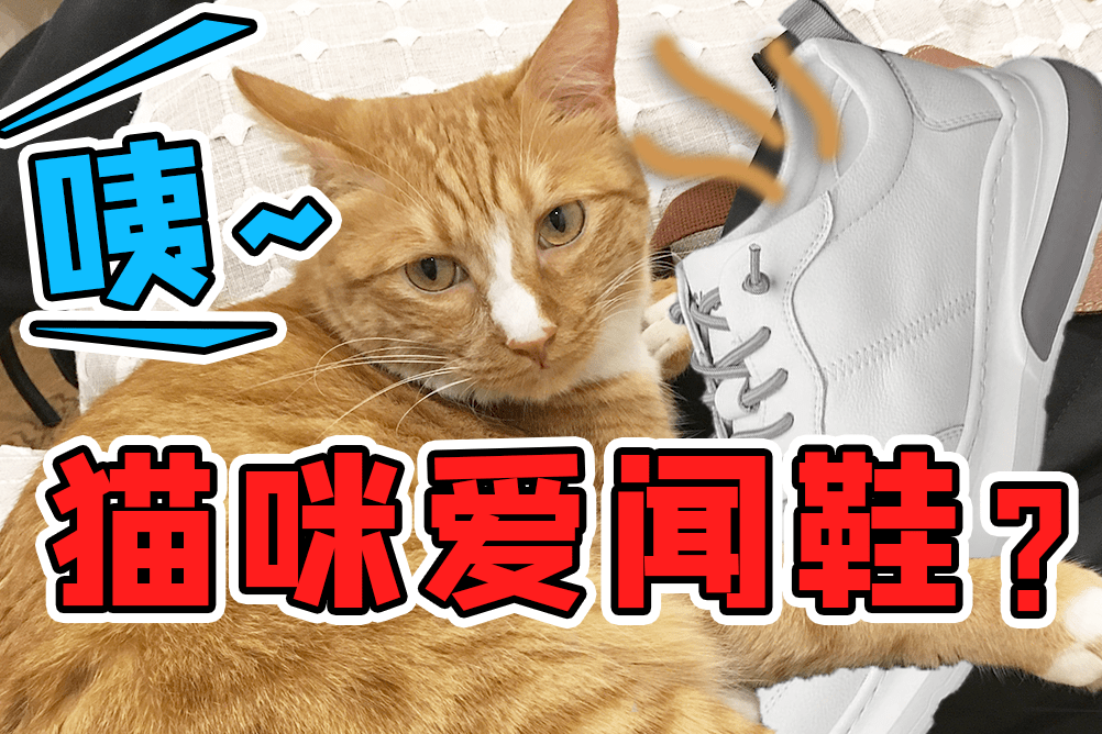 猫咪为啥喜欢闻鞋子而且越臭越喜欢