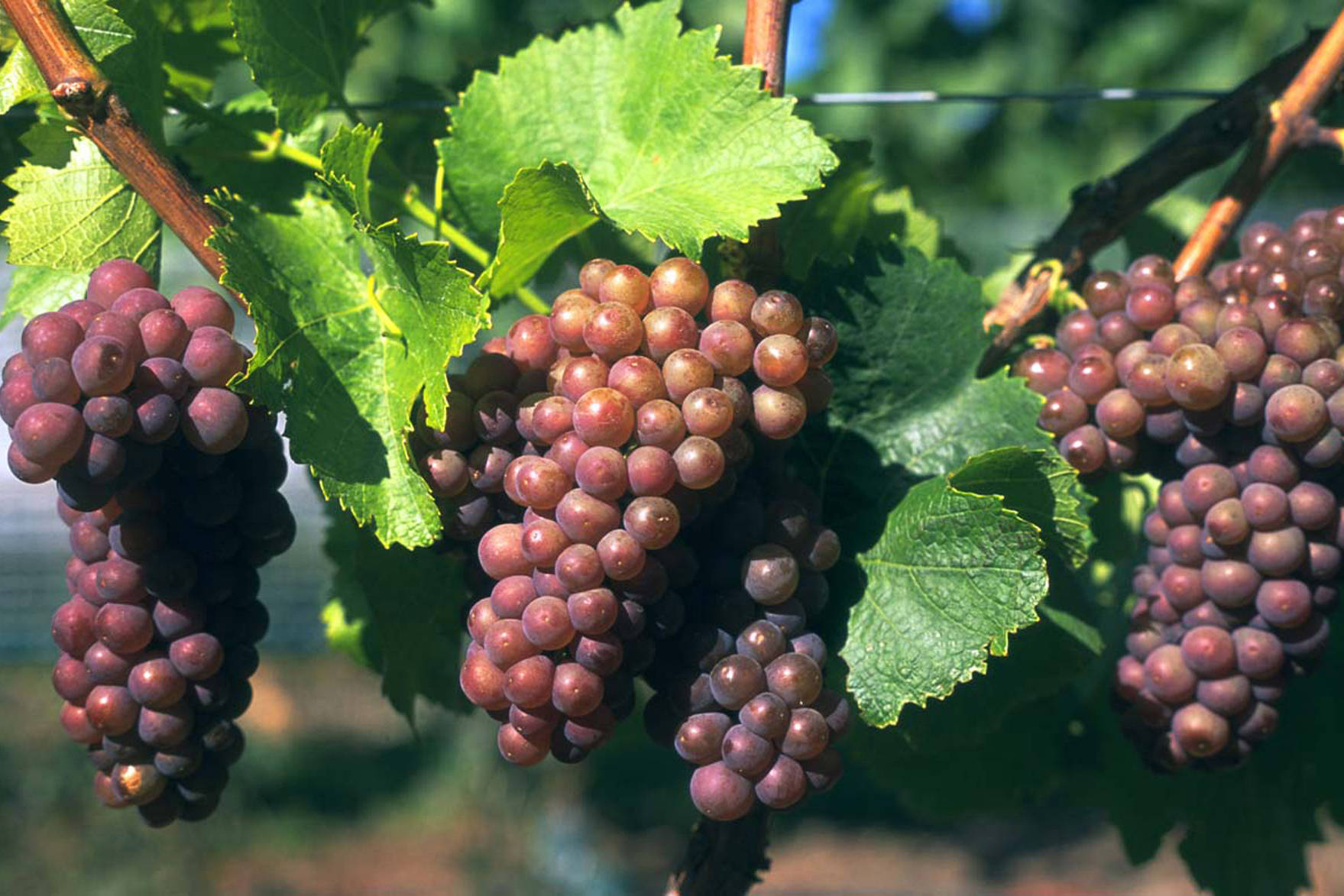 问萄文化 葡萄酒轻知识 品种篇12 灰皮诺_皮诺_知识_品种