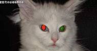 猫咪的眼睛在夜里反光是什么颜色？如果你认为只有绿色，那就错了