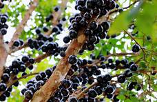 这种长树干上的“葡萄”，为何价格贵得离谱，却少有农民种植？
