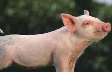 猪身上最脏的2个“部位”，里面含有寄生虫，为了健康，别贪便宜