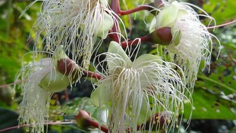 苞片和小苞片均早落;花芽球形;萼筒倒圆锥形,常有4棱或翅