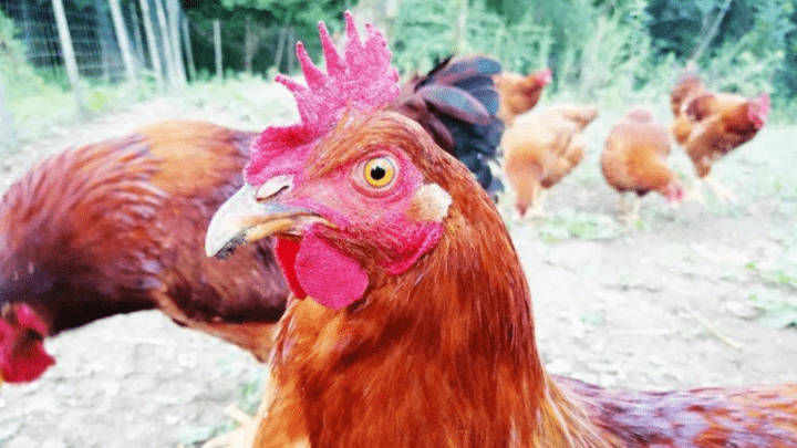 月薪4万招场长去非洲养鸡，你觉得有风险吗？