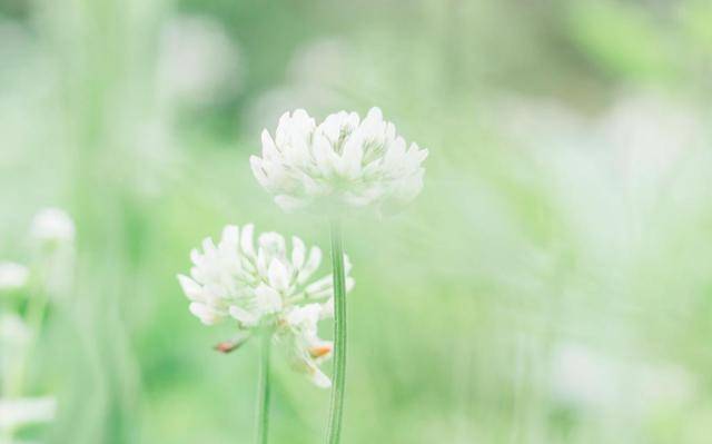 2月12日 2月15日猴 兔 牛走大运 事事皆如意 钞票滚滚来 日子越来越滋润 财神 事业 横财