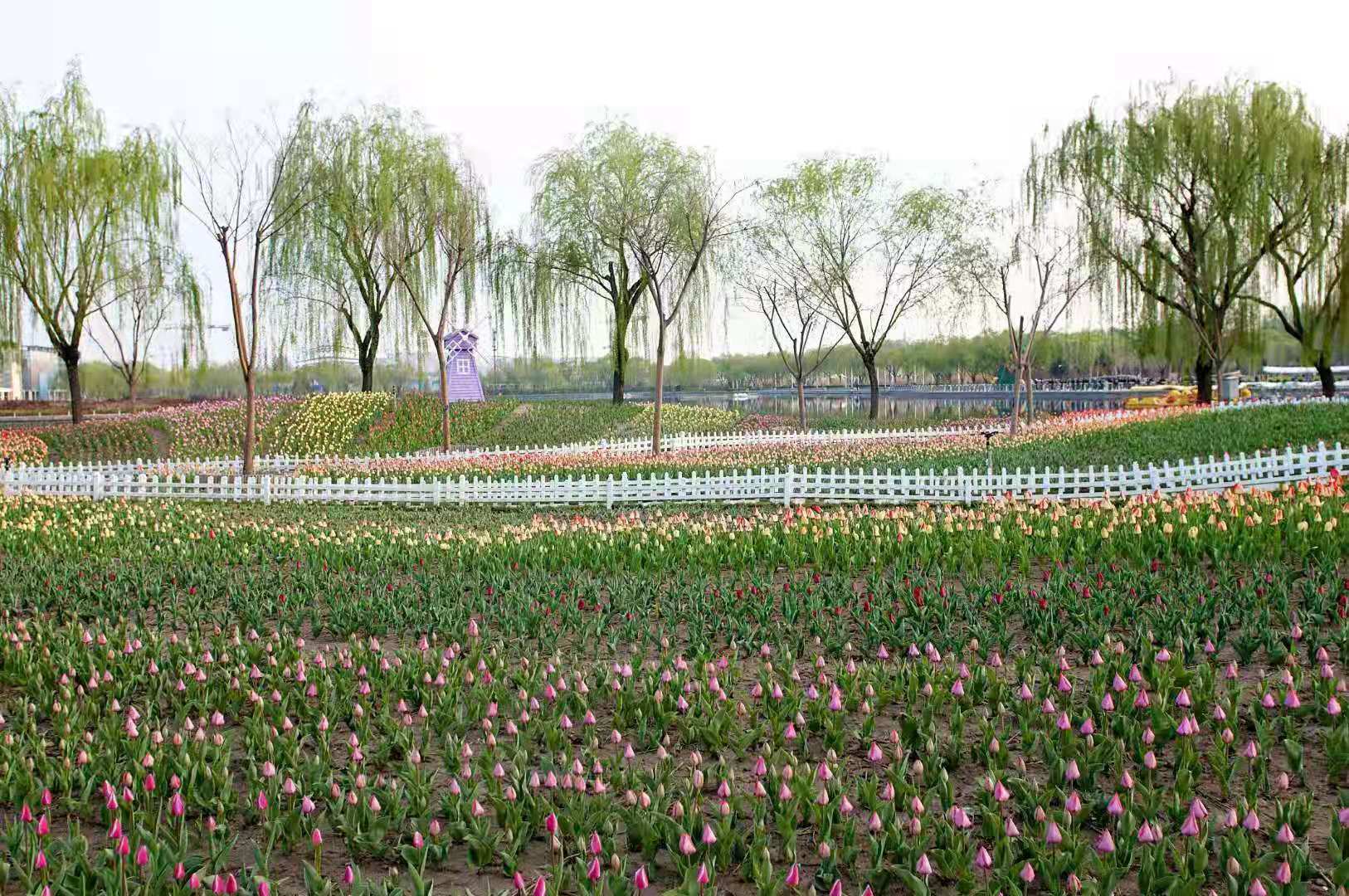 廊坊郁金香花海在哪儿图片