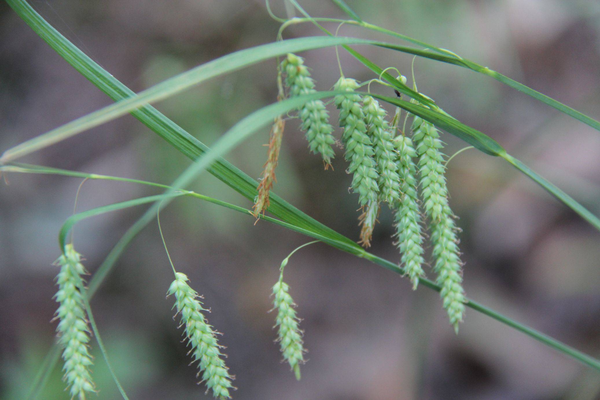 关于图片的说明:1,庆元县是一个地名,是浙江省西南部的一个山区小县