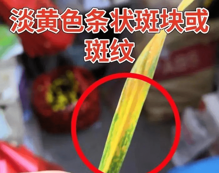 小心近期小麦频繁发黄这两大原因最容易被忽略