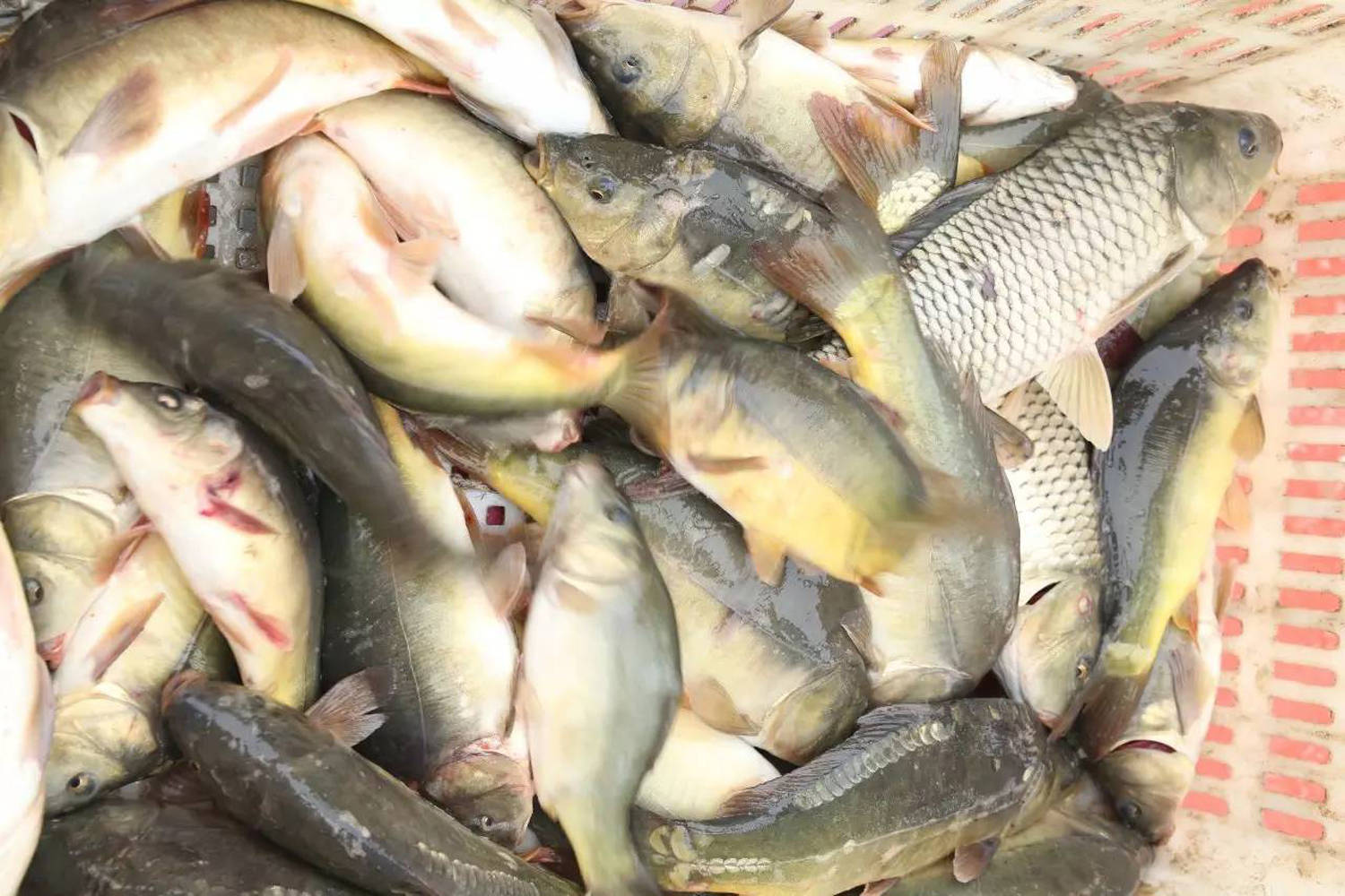 春季钓鲤鱼鱼饵的腥素比例很重要春季鲤鱼饵腥素比例搭配技巧