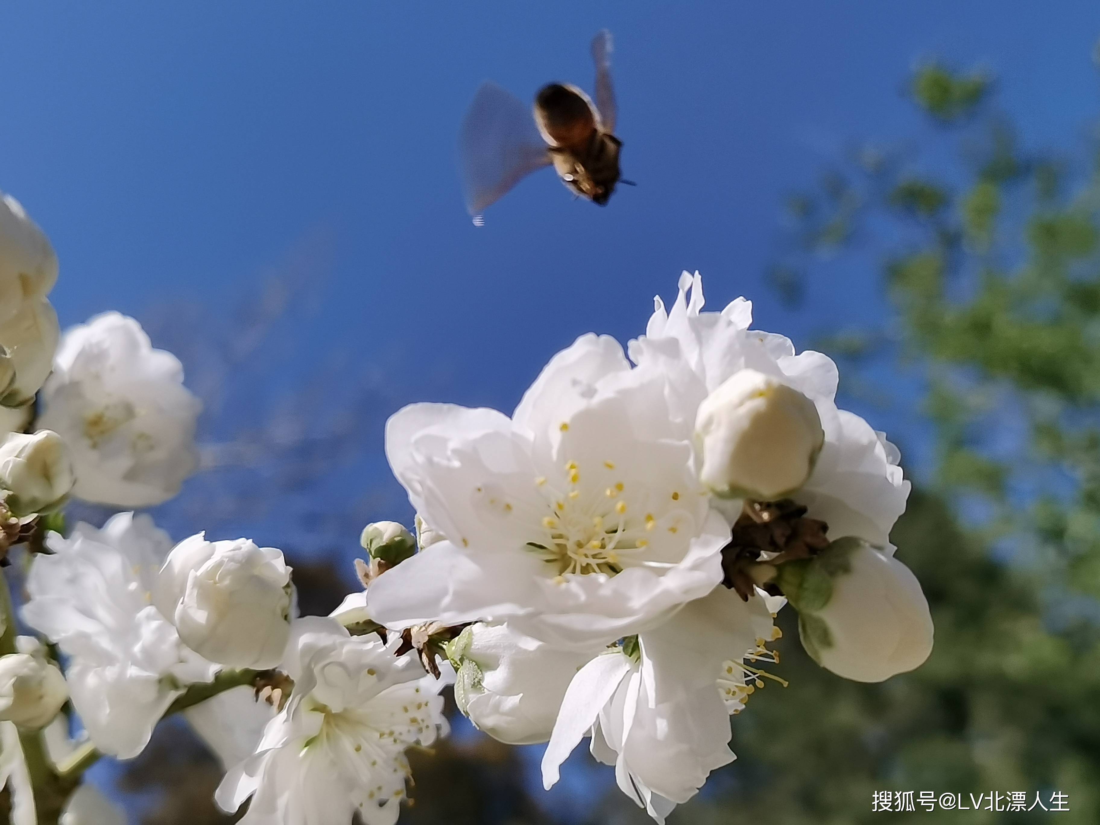 鲜花盛开,蜜蜂自来,精彩抓拍的一幅幅采蜜图