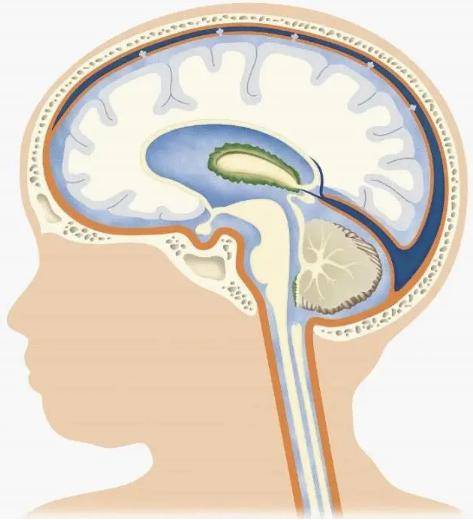 人体那么多系统你了解颅荐椎系统吗颅荐椎调理中枢神经损伤