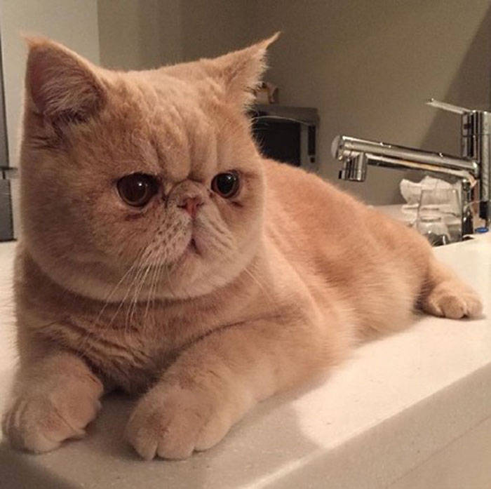 哪种猫不掉毛又好养