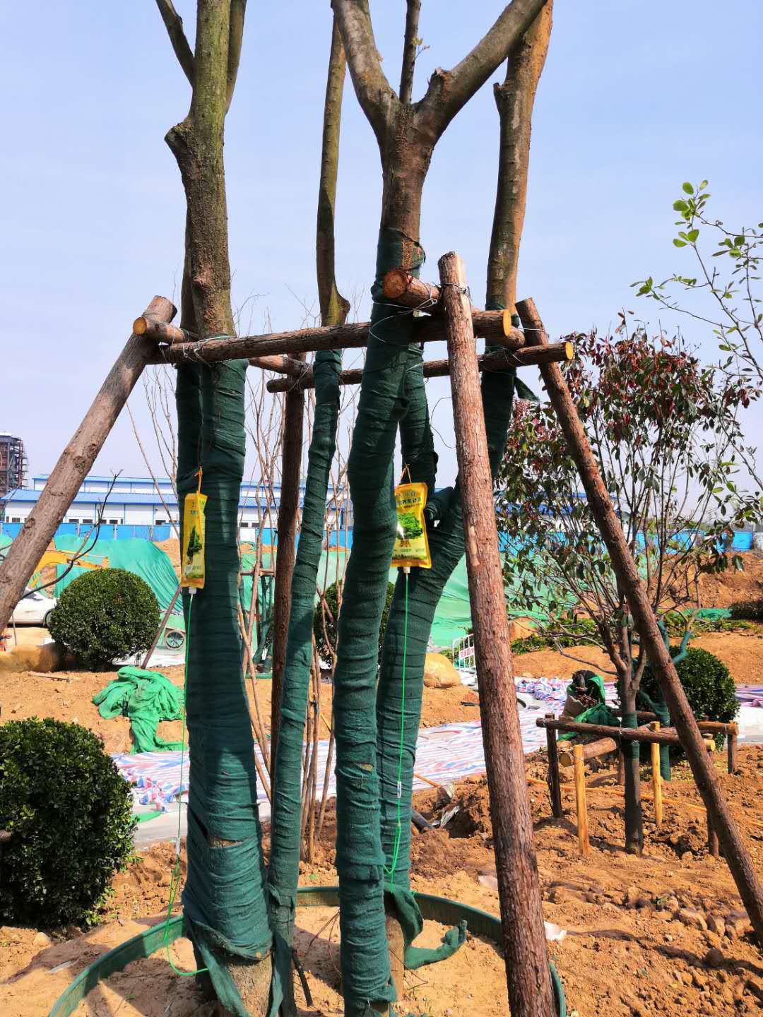 高温移植树木成活的关键技术 树木移植成活的原理和移植方案 园林大树移植 苗木