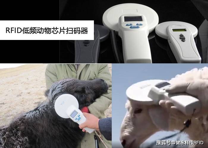 需要在羊羔出生头三天植入大小为12mm的电子芯片,记录小羊编号,雇主