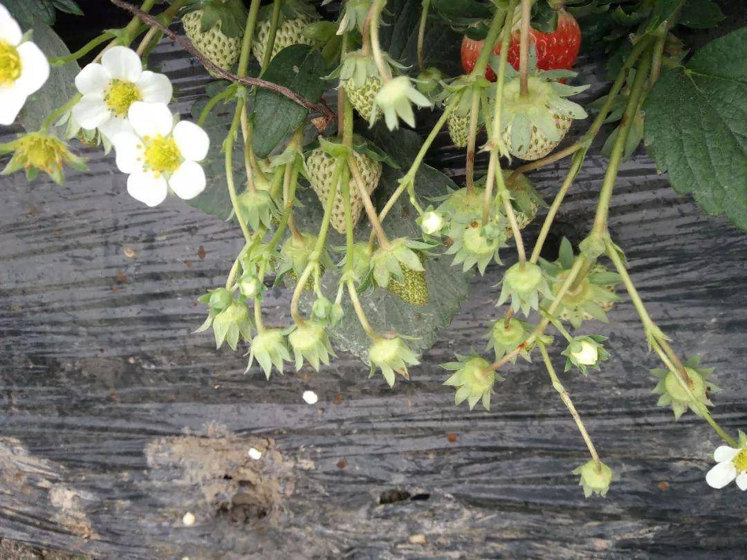 草莓僵果用什么水溶肥好?