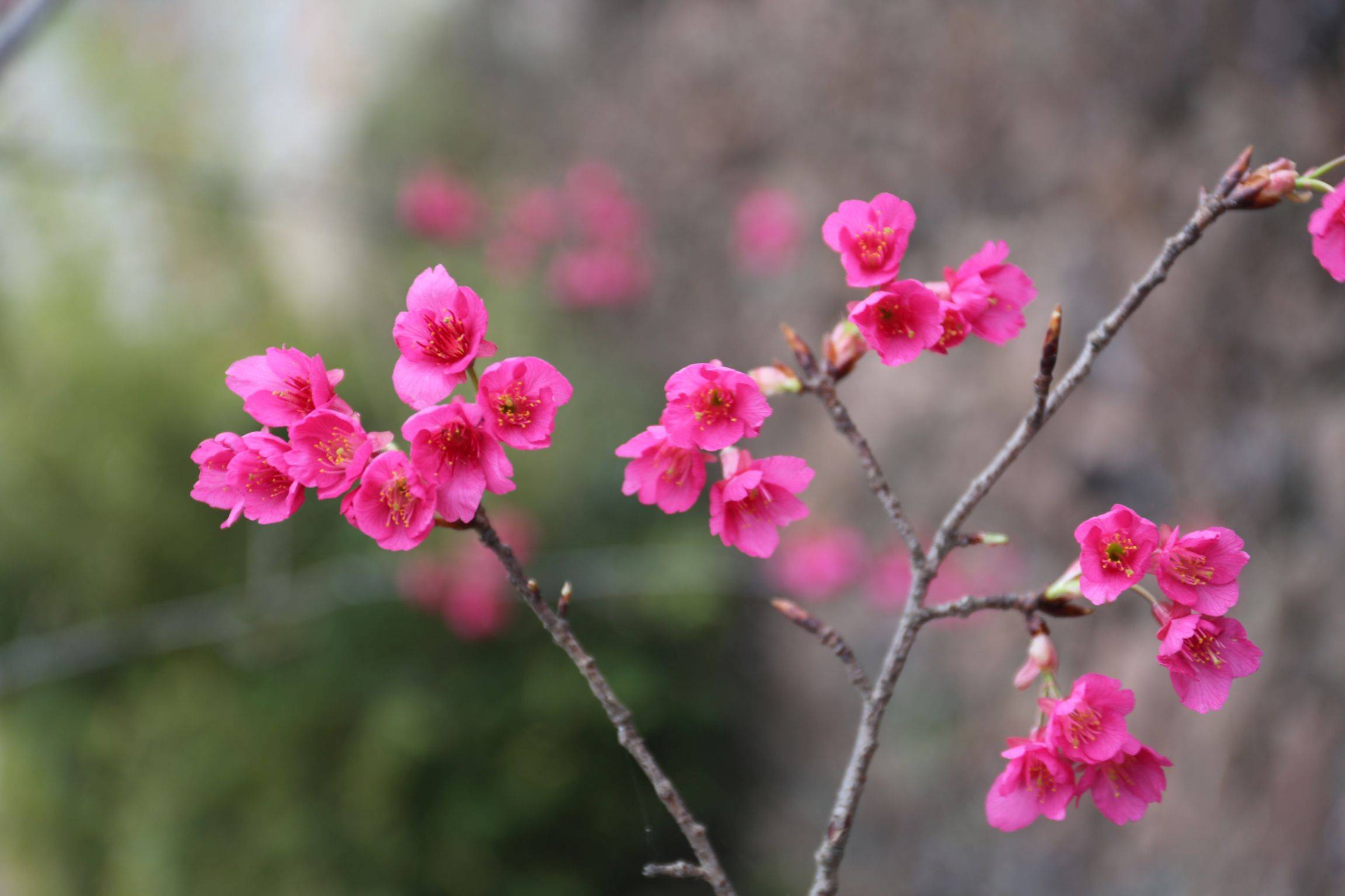 庆元植物1397蔷薇科樱属钟花樱桃福建山樱花