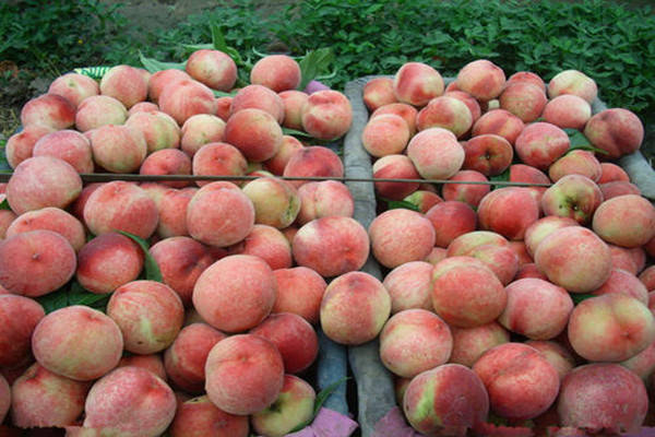 特产早知道——广水胭脂红鲜桃