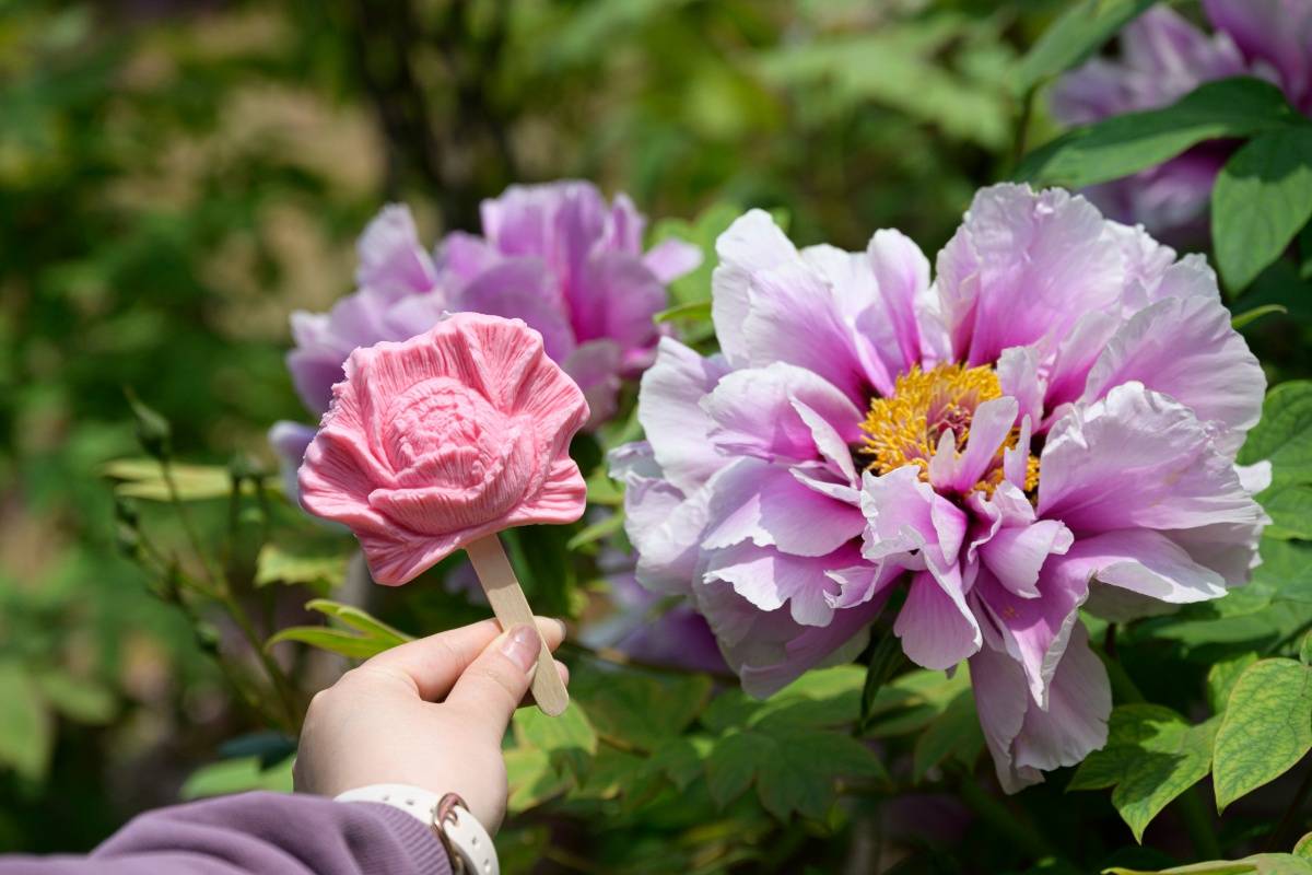 洛阳公园推出牡丹花冰淇淋 造型生动深受市民喜爱