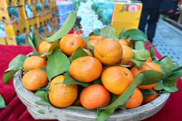 特产早知道——清新冰糖桔