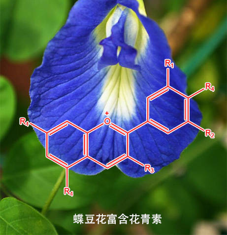 蝶豆花 蓝蝴蝶 花茶中的花青素对人体有什么功效 视力